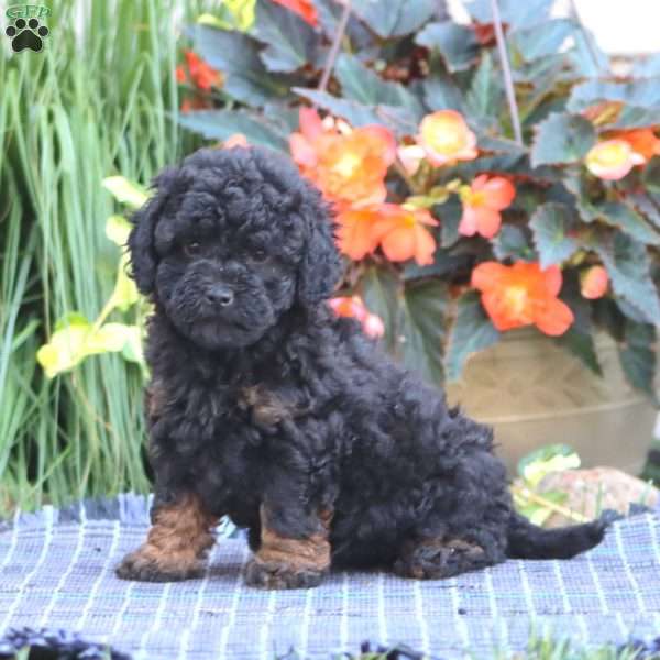 Sasha, Miniature Poodle Puppy