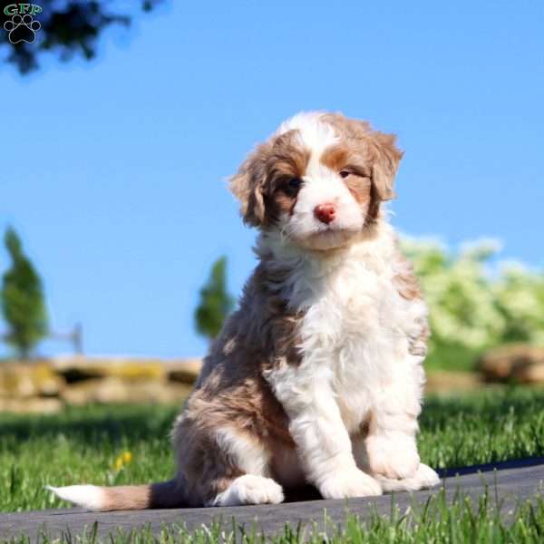 Sasha, Mini Bernedoodle Puppy