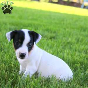 Sasha, Jack Russell Terrier Puppy