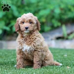 Sasha, Mini Goldendoodle Puppy