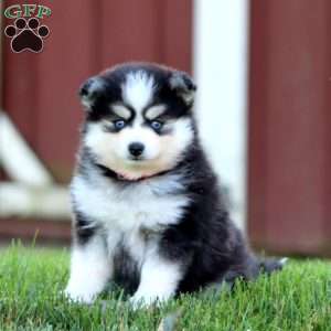 Sasha, Pomsky Puppy