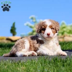 Sasha, Mini Bernedoodle Puppy