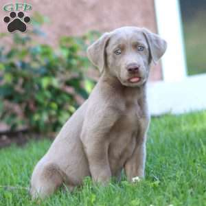Sasha, Silver Labrador Retriever Puppy