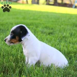 Sasha, Jack Russell Terrier Puppy