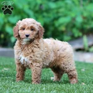 Sasha, Mini Goldendoodle Puppy