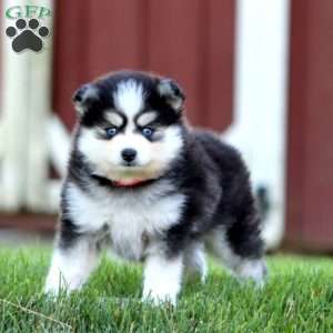Sasha, Pomsky Puppy