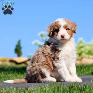 Sasha, Mini Bernedoodle Puppy