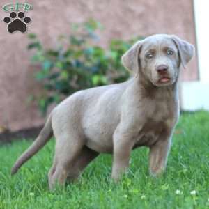 Sasha, Silver Labrador Retriever Puppy