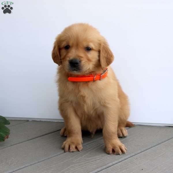 Saul, Golden Retriever Puppy