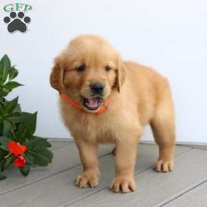 Saul, Golden Retriever Puppy