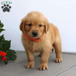 Saul, Golden Retriever Puppy