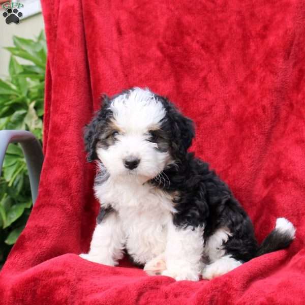Sawyer, Mini Bernedoodle Puppy