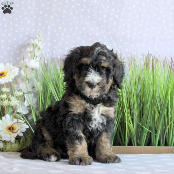 Sawyer, Mini Bernedoodle Puppy