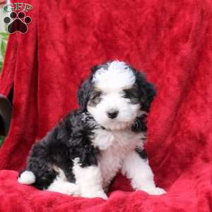 Sawyer, Mini Bernedoodle Puppy