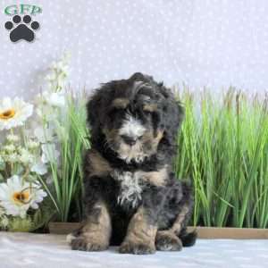 Sawyer, Mini Bernedoodle Puppy