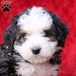 Sawyer, Mini Bernedoodle Puppy