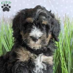 Sawyer, Mini Bernedoodle Puppy