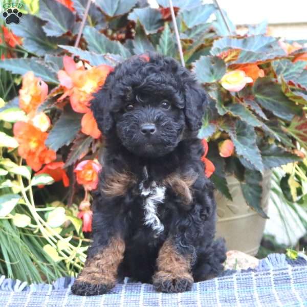 Scamper, Miniature Poodle Puppy