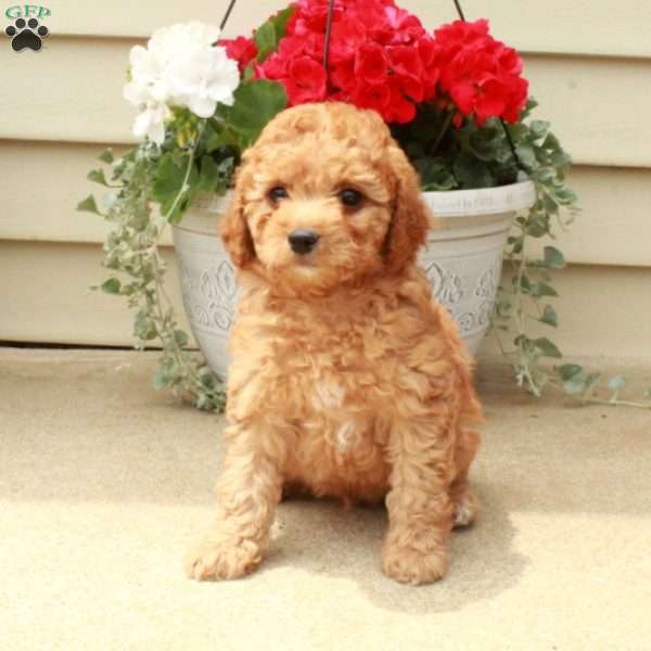 Scooter, Miniature Poodle Puppy