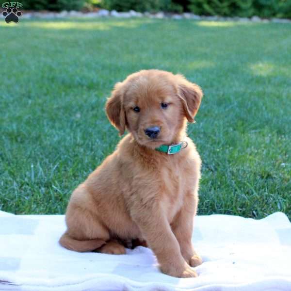 Scotch, Golden Retriever Puppy