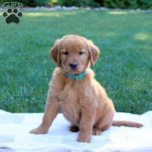 Scotch, Golden Retriever Puppy
