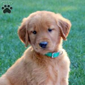 Scotch, Golden Retriever Puppy