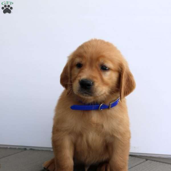 Scott, Golden Retriever Puppy