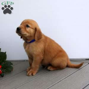 Scott, Golden Retriever Puppy