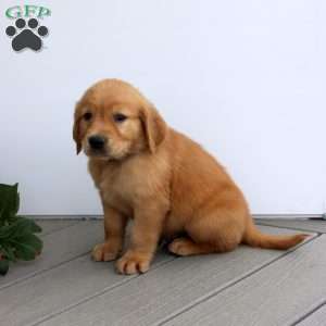 Scott, Golden Retriever Puppy