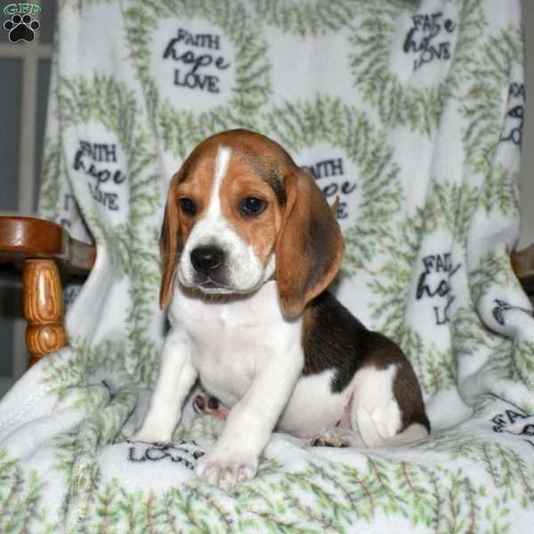Scout, Beagle Puppy