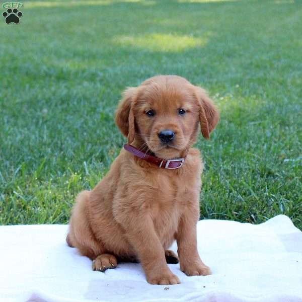 Scout, Golden Retriever Puppy