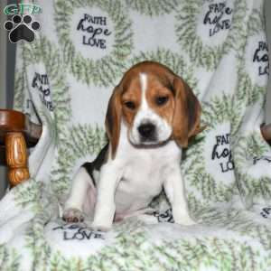 Scout, Beagle Puppy