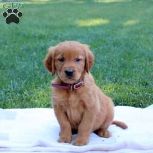 Scout, Golden Retriever Puppy