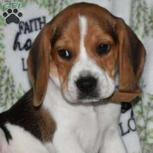 Scout, Beagle Puppy