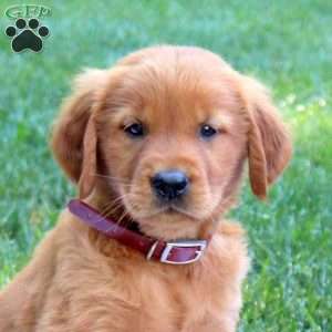 Scout, Golden Retriever Puppy