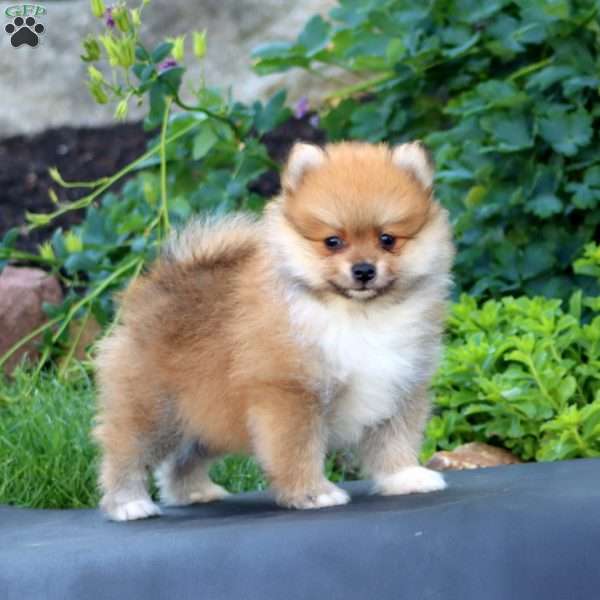 Scout, Pomeranian Puppy