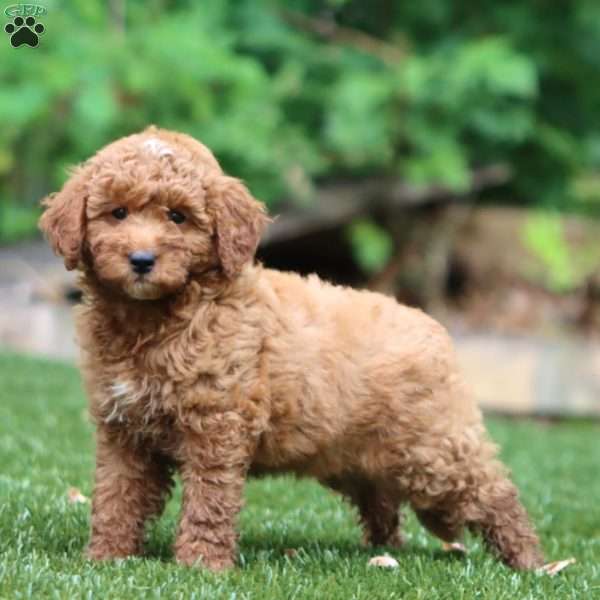Scout, Mini Goldendoodle Puppy