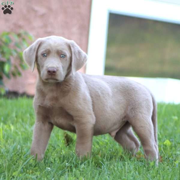 Scout, Silver Labrador Retriever Puppy
