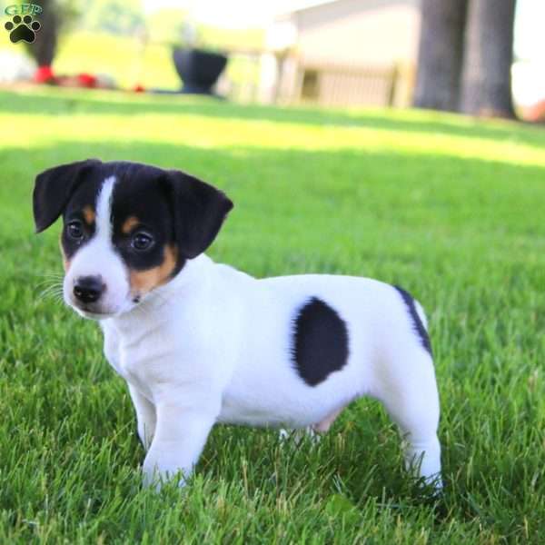 Scout, Jack Russell Terrier Puppy