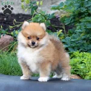 Scout, Pomeranian Puppy