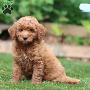 Scout, Mini Goldendoodle Puppy