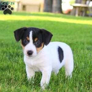 Scout, Jack Russell Terrier Puppy