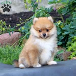 Scout, Pomeranian Puppy