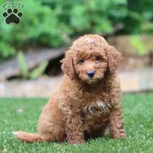 Scout, Mini Goldendoodle Puppy