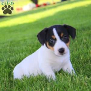 Scout, Jack Russell Terrier Puppy