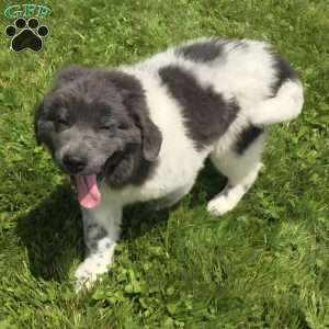 Angel, Newfoundland Puppy