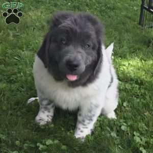 Angel, Newfoundland Puppy