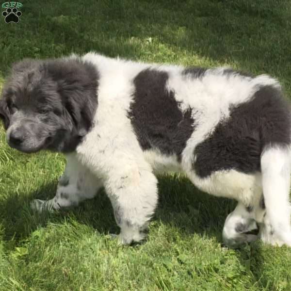 Angel, Newfoundland Puppy