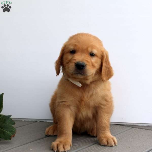 Sean, Golden Retriever Puppy