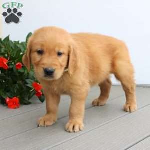 Sean, Golden Retriever Puppy